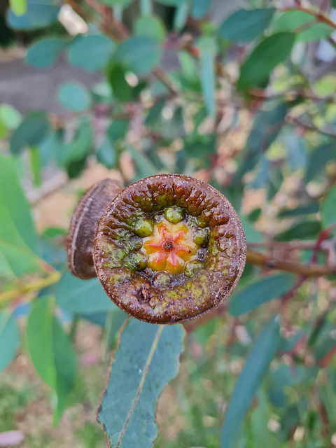 Seed pod