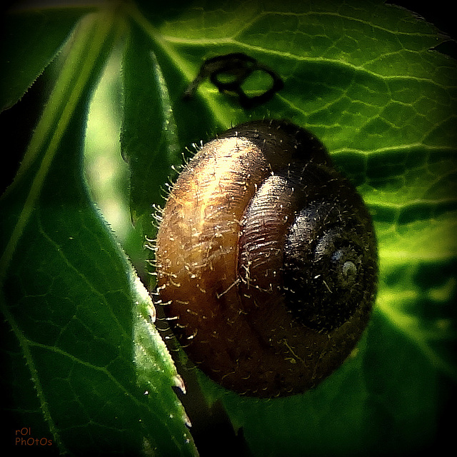 Veloutée commune (Trochulus hispidus)