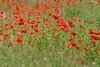 Bulgaria, Rupite, Red Poppies