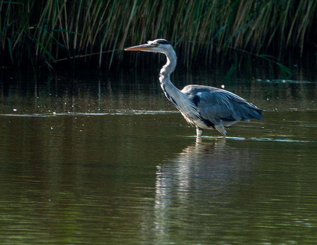 Heron