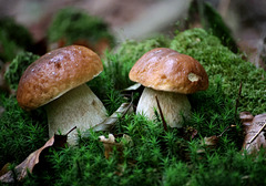 les premiers cepes de bordeaux , cru 2025 .....