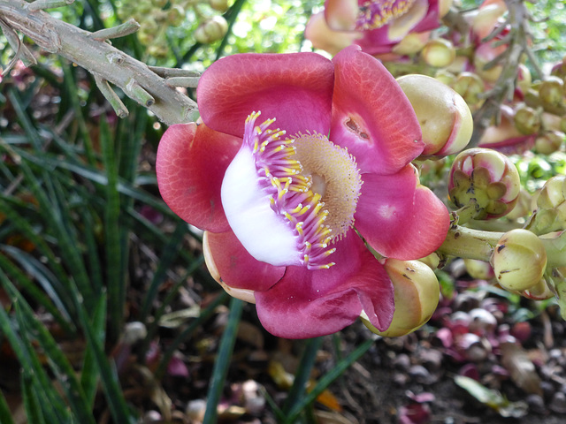 The flower of the cannonball tree (Couroupita guianensis)