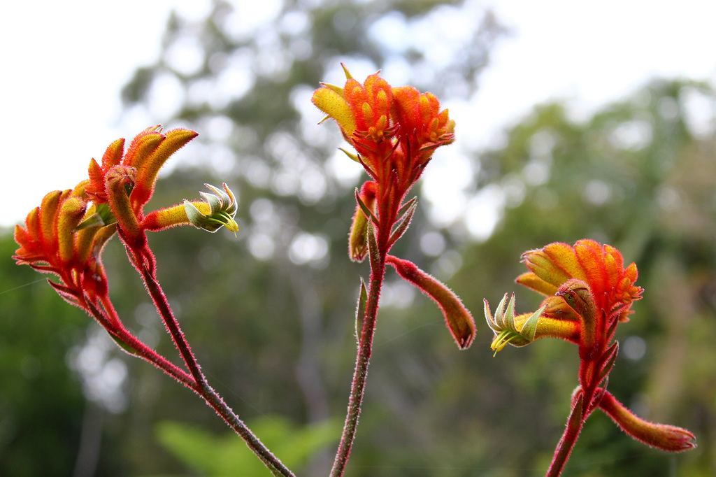 270/365 Kangaroo Paw