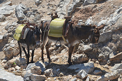 Rhodes, Main Transportation Vehicles to Climb to the Fortress of Lindos