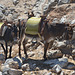 Rhodes, Main Transportation Vehicles to Climb to the Fortress of Lindos