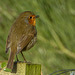 The Gazebo Robin pretending I am not here!