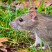A rat close up