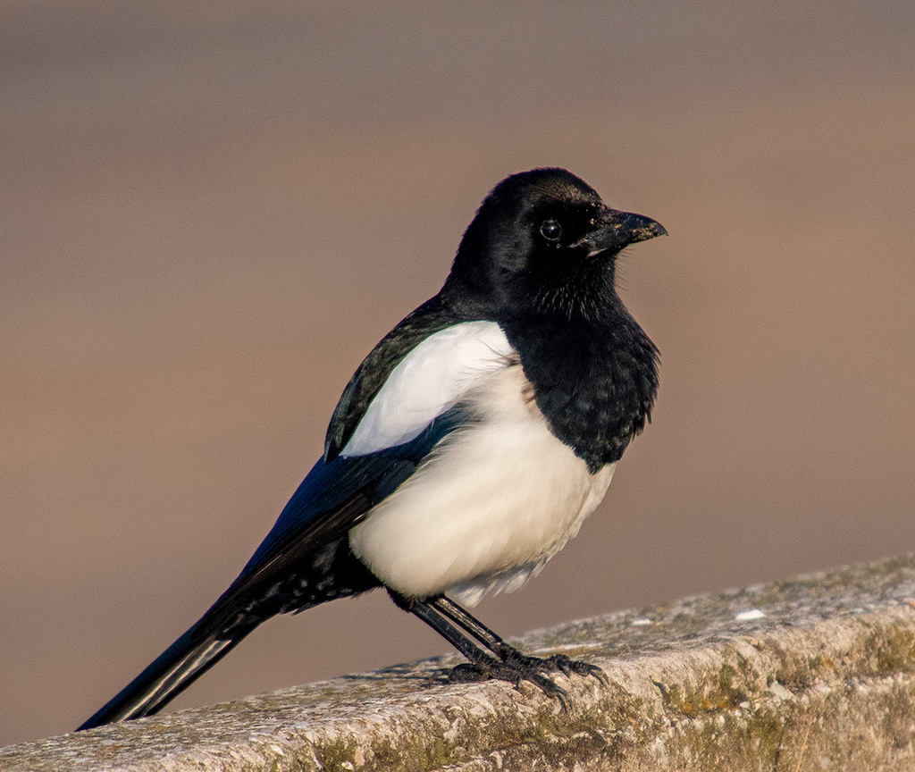 Magpie