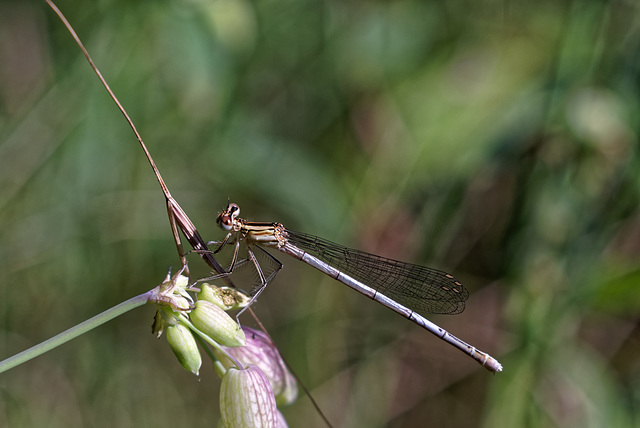 18.06.30 Garten 5686