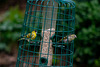 Siskins (Male and Female)