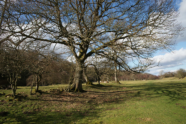 Lambley In Spring