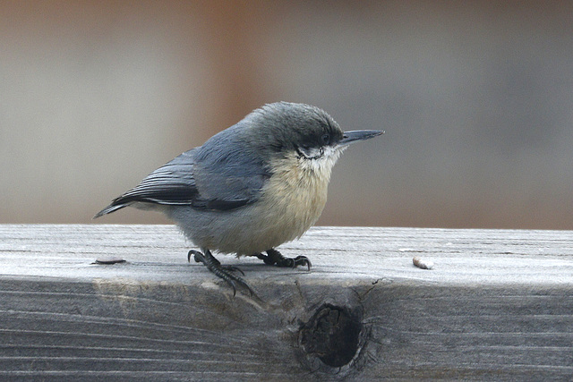 Pygmy Nuthatch