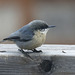 Pygmy Nuthatch