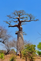 P1230926- Baobab, ne dirait on pas une femme ? - Piste Morondava:Manja. 10 novembre 2019