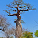 P1230926- Baobab, ne dirait on pas une femme ? - Piste Morondava:Manja. 10 novembre 2019