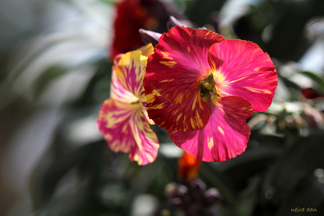 Giroflée ravenelle - Erysimum cheiri (4)