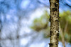 Naturfarben