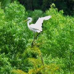 Great egret