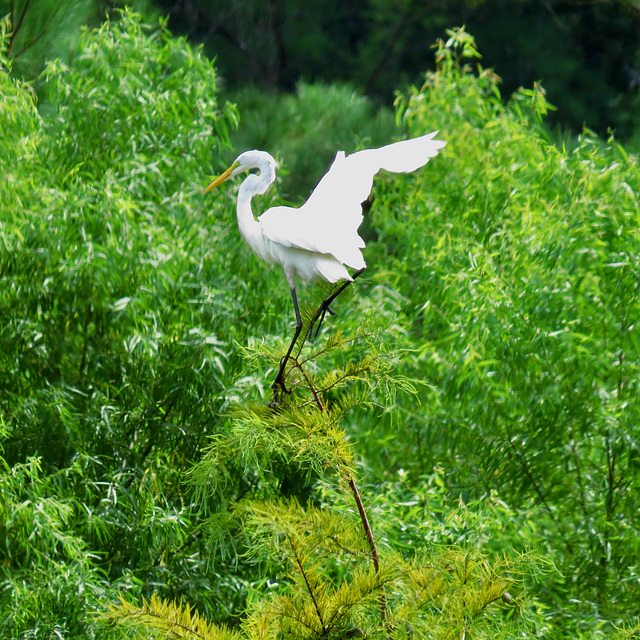 Great egret