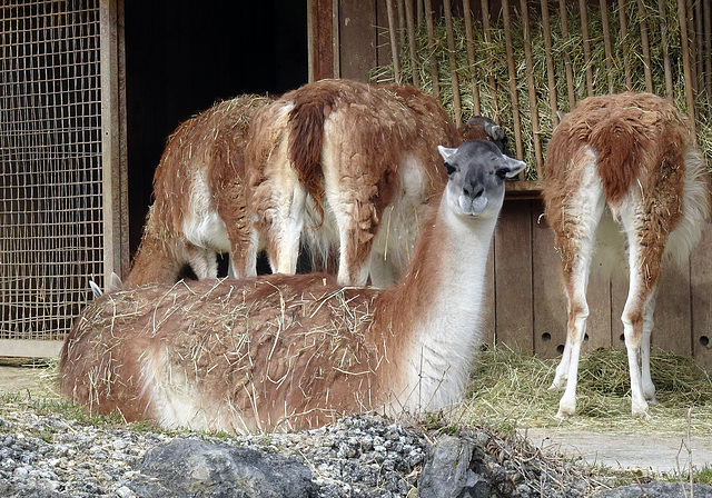 Im Zürcher Zoo