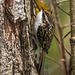 Tree creeper