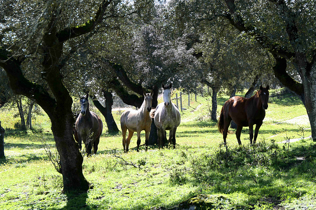 Alentejo