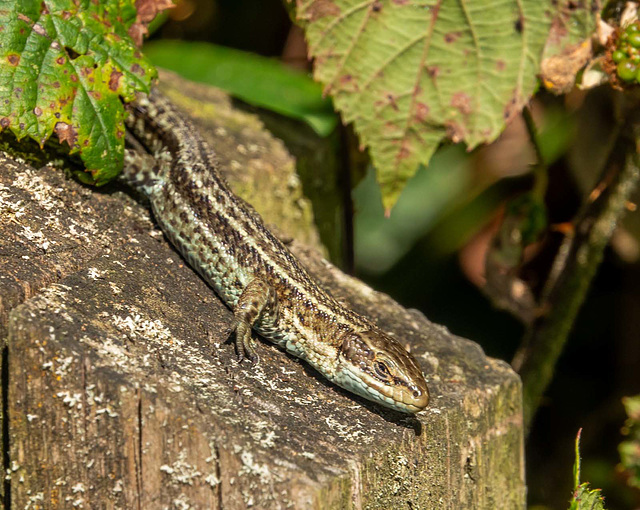 Common lizard