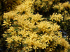 le mimosa en pleine floraison,