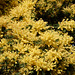 le mimosa en pleine floraison,