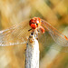 Southern Darter m (Sympetrum meridionale) 19-09-2012 09-34-04