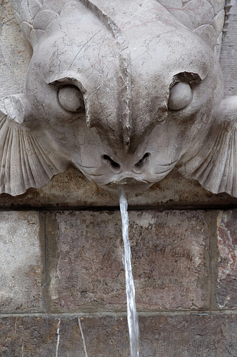 Le seul poisson qui n'aime pas l'eau