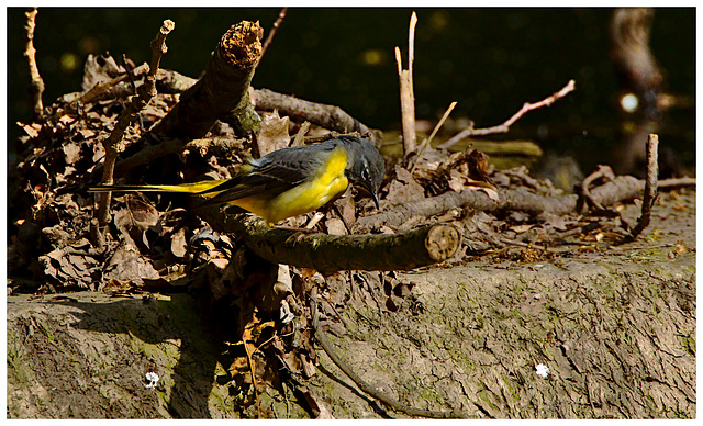 Yellow Wagtail EF7A3791