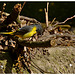 Yellow Wagtail EF7A3791