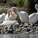 American White Pelicans / Pelecanus erythrorhynchos