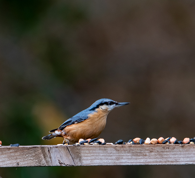 A nuthatch