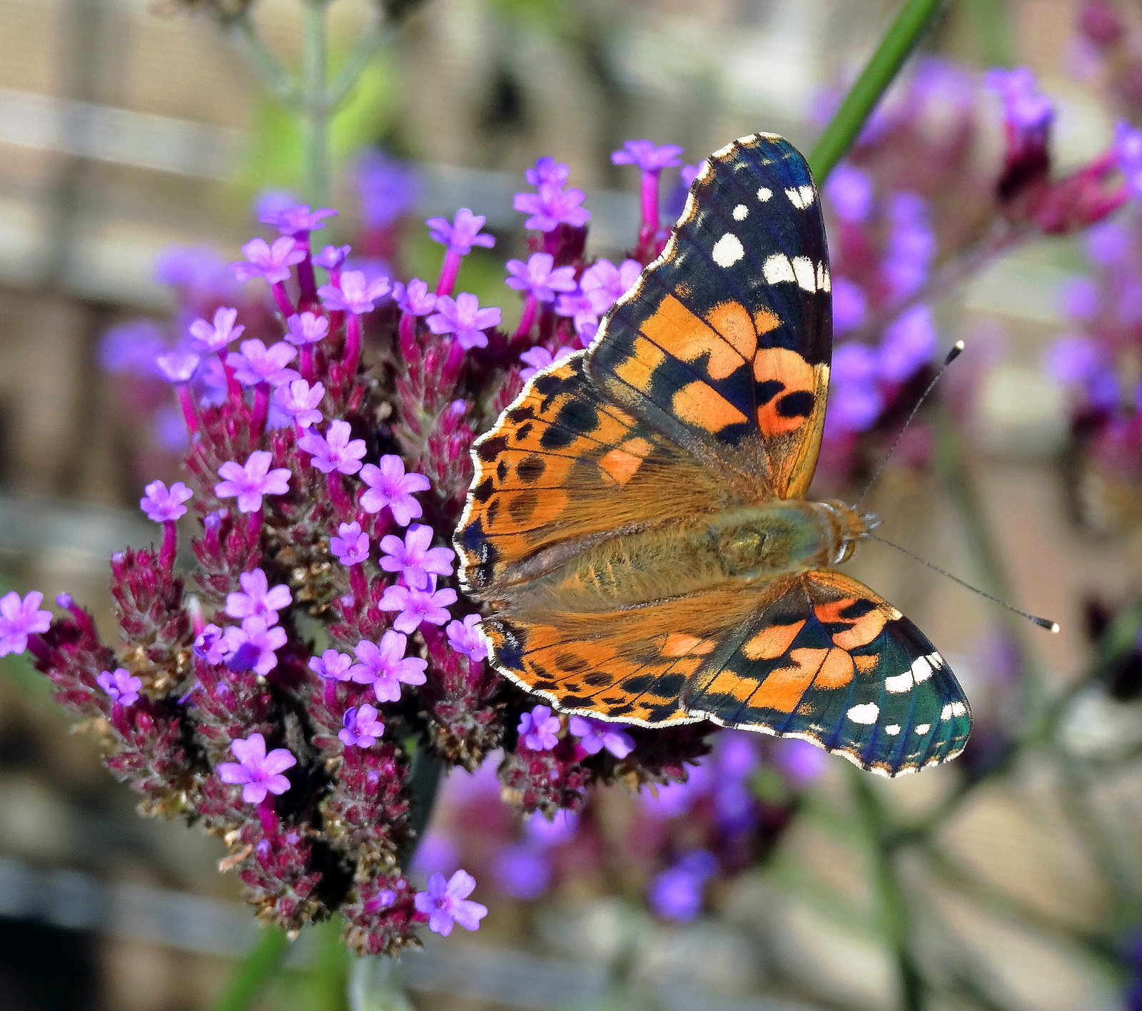 Painted Lady- Vanessa cardui migrant from south europe