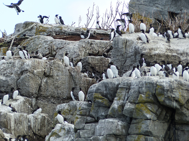 Day 11, Common Murres & Razorbills