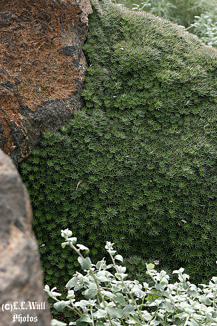 Creeping Foliage on the Rocks