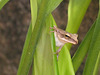 Golden Tree Frog