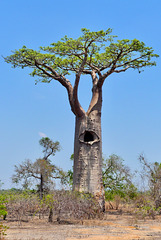 P1230927- Baobab au tronc creux - Piste Morondava:Manja. 10 novembre 2019