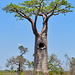 P1230927- Baobab au tronc creux - Piste Morondava:Manja. 10 novembre 2019