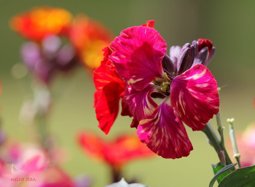 Giroflée ravenelle - Erysimum cheiri (5)