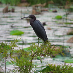 Little blue heron