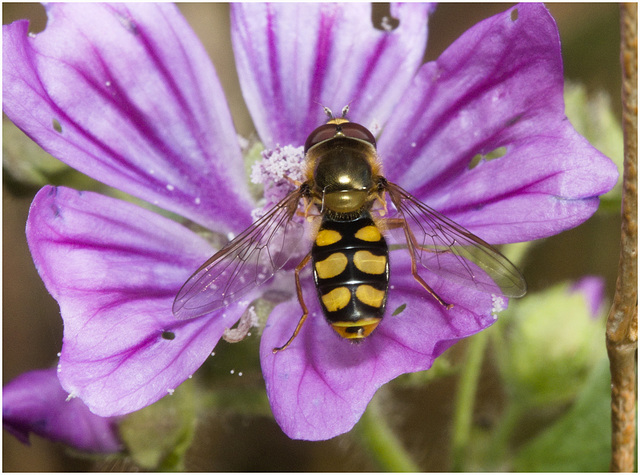 IMG 0034 hoverfly