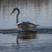 Great white egret