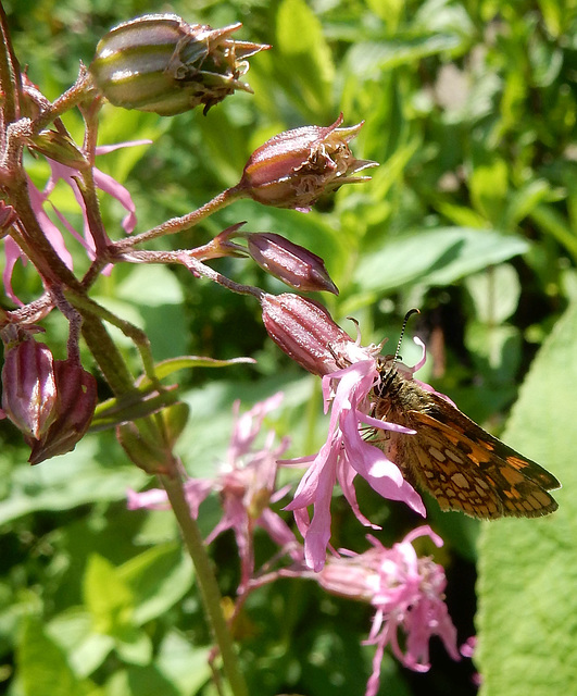 Ochsenauge an Lychnis