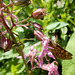 Ochsenauge an Lychnis