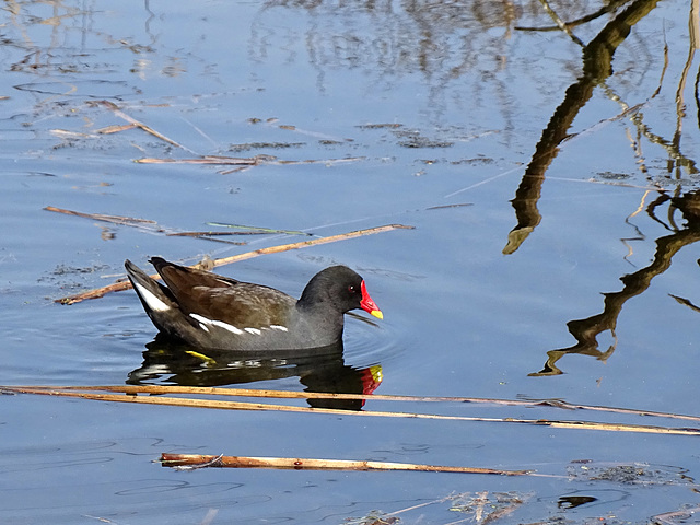 Moorhen at Newport