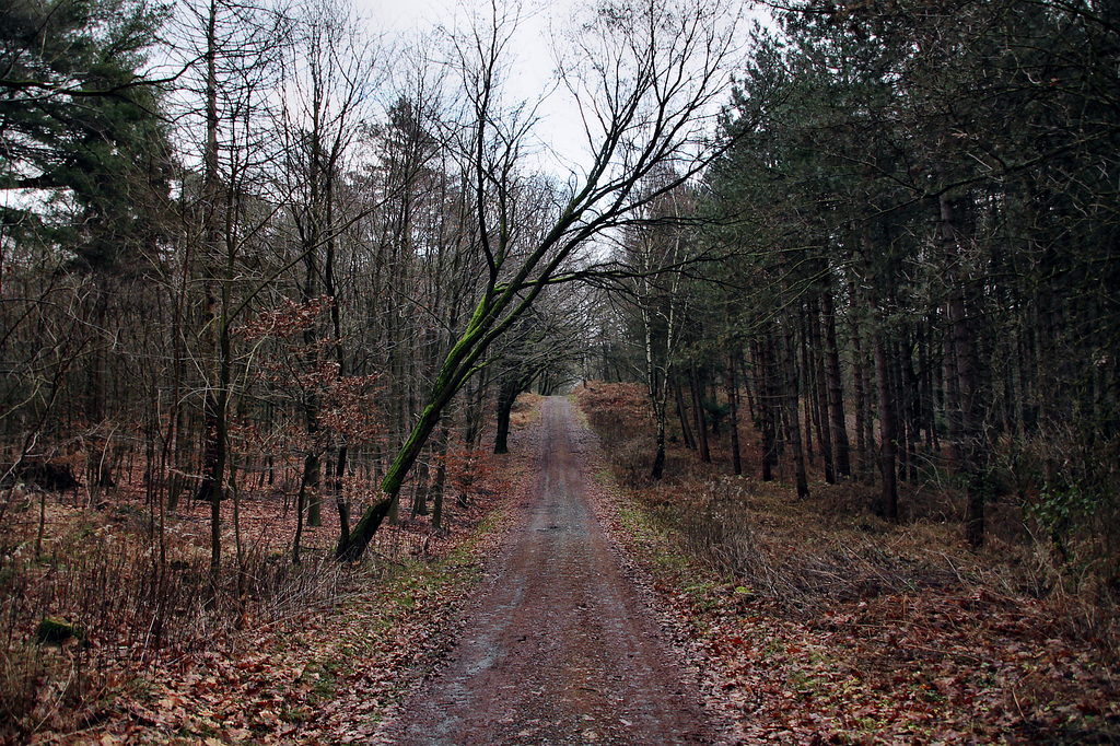 Halterner Weg (Haard, Haltern am See) / 26.12.2023