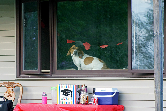 How Much Is That Doggie In The Window?